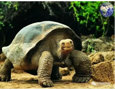 什么龟是世界上最大的乌龟你知道吗